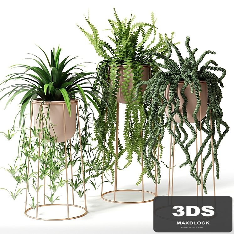 Indoor plants in decorative pots