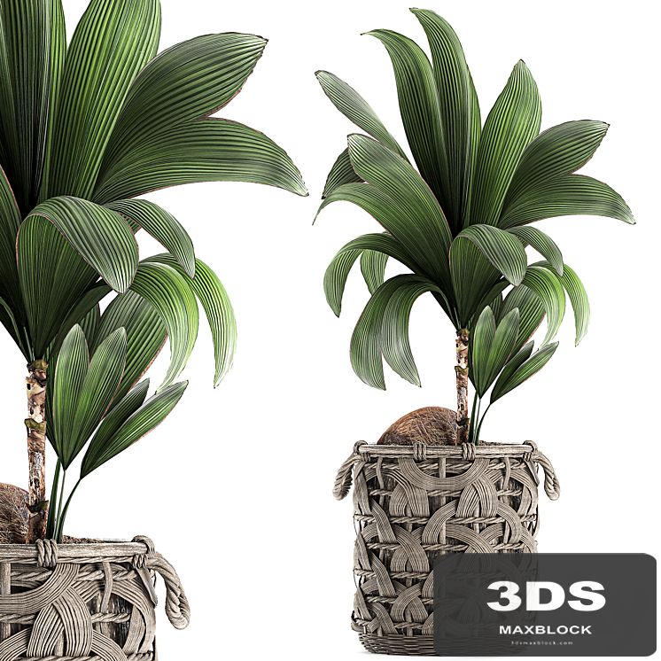 A beautiful small lush decorative coconut palm in a wicker basket Cocos nucifera. Set 663.