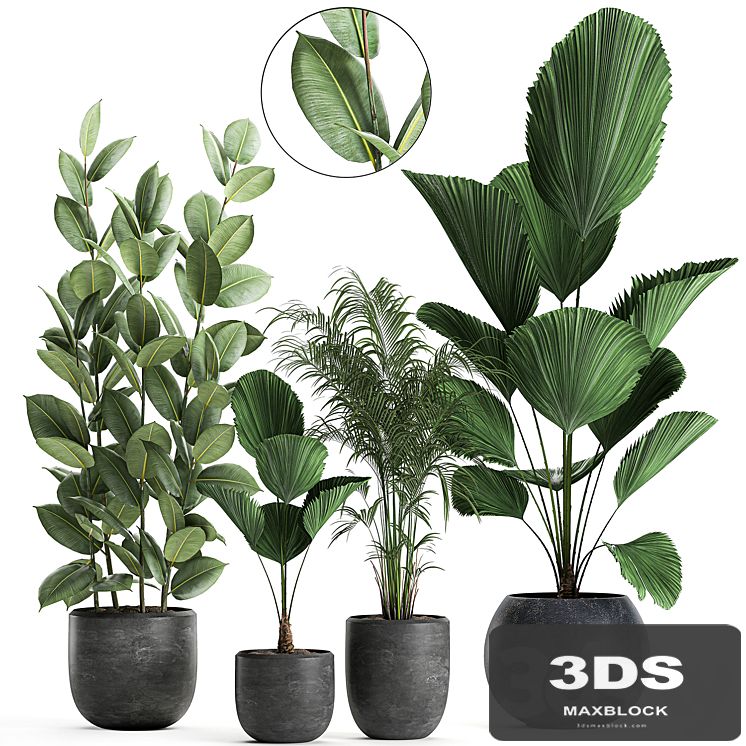 Collection of small beautiful plants in black pots with Licuala, palm, ficus. Set 664.