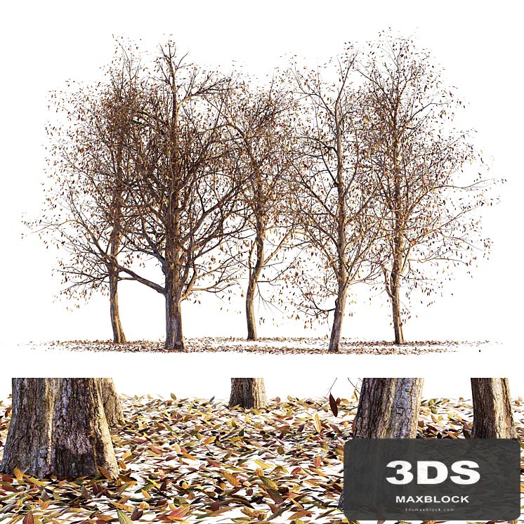Collection of dry autumn trees 001
