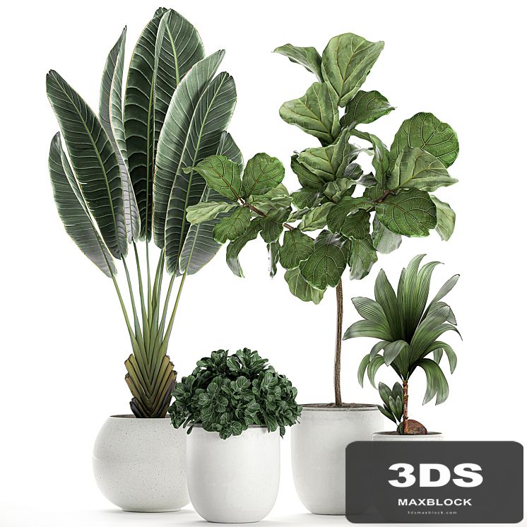 Collection of small plants in white pots with Ravenala, Ficus lyrata tree, nutsifera coconut, strelitzia. Set 666.