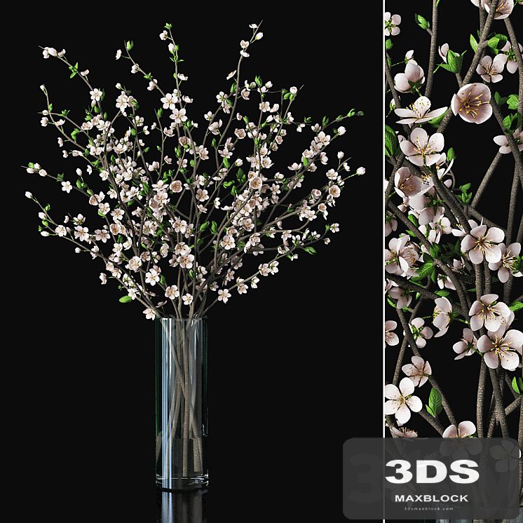 Plum blossom 03