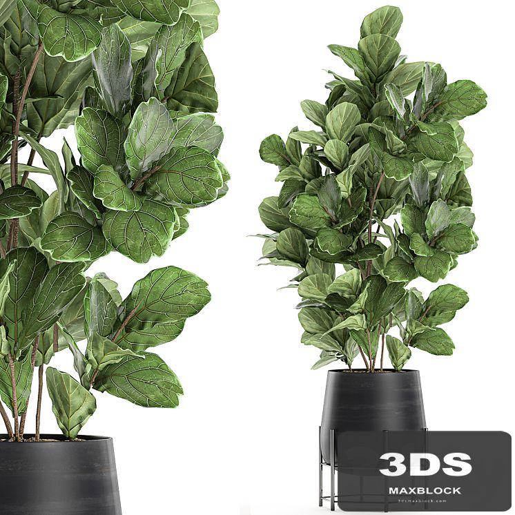 Beautiful lush ficus Ficus lyrata for a corner in a black pot on legs Set 667.