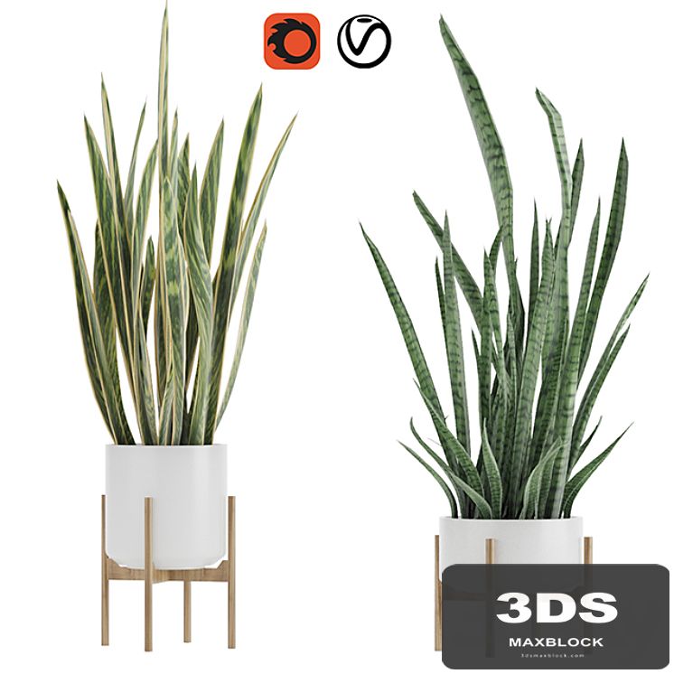 Sansevieria 2