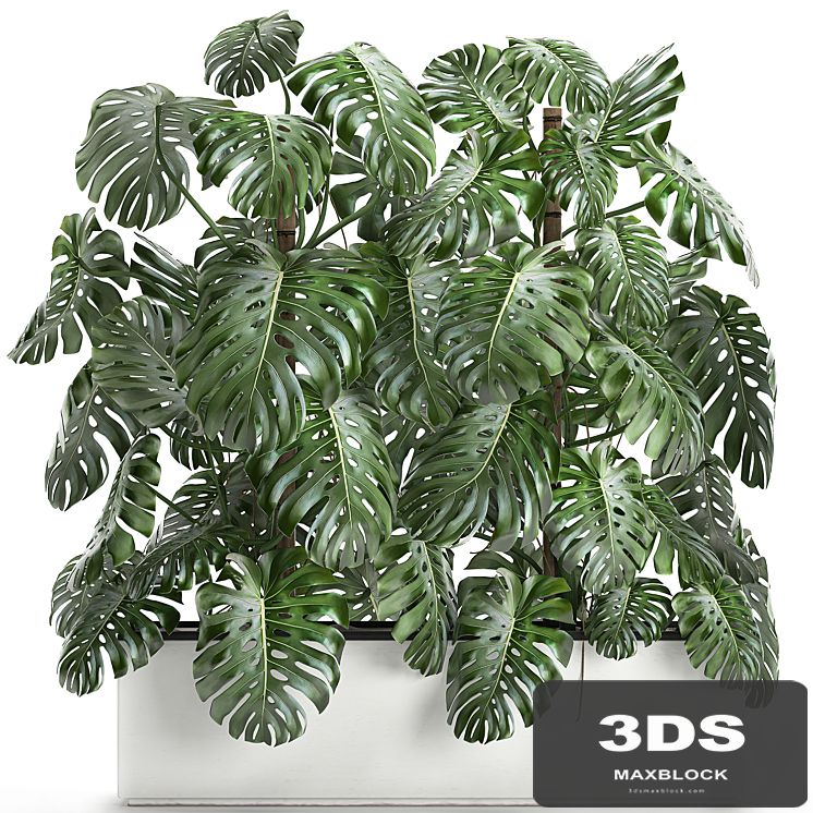 Beautiful lush exotic thickets of plants in a white potted flowerbed with a Monstera flower. Set 669.