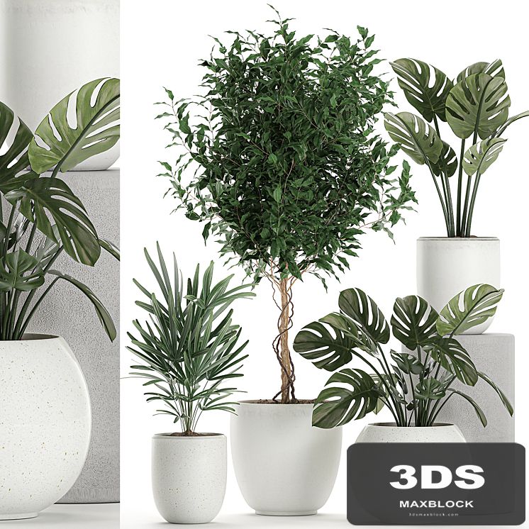 Collection of small plants in white pots with Monstera flower, rapeseed, Benjamin ficus tree. Set 670.