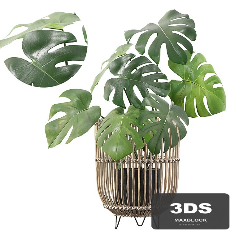 Plants collection 054 - Monstera 04
