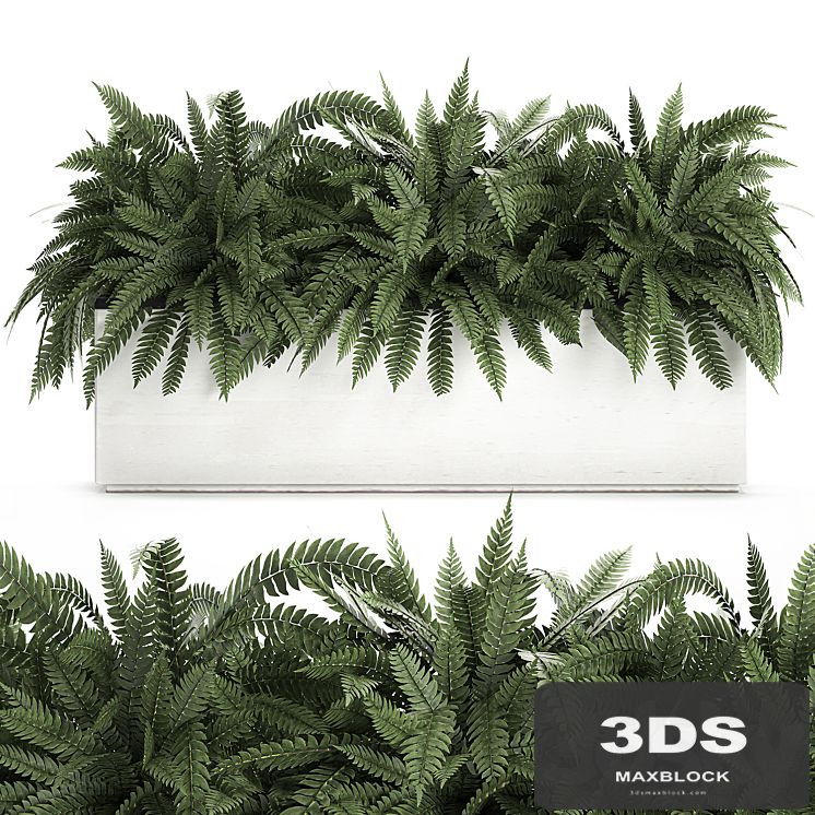 Lush ornamental bushes overgrown in a flowerbed pot with Nephrolepis, fern, outdoor flowerpot. Set 673.