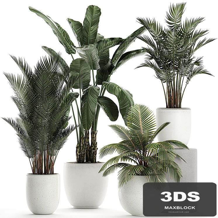Collection of small palm plants in white pots with banana palm, hovea, coconut, strelitzia. Set 674.