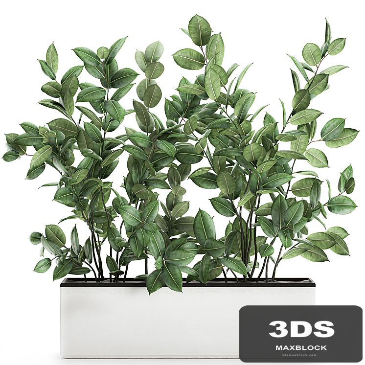 Plant Ficus elastica 675. Thickets, ornamental tree, white pot, flowerpot, Scandinavian style, bushes