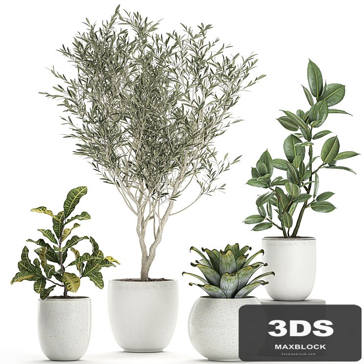 Collection of small ornamental plants in white pots with Olive tree, ficus, croton, bromelia, sapling. Set 676