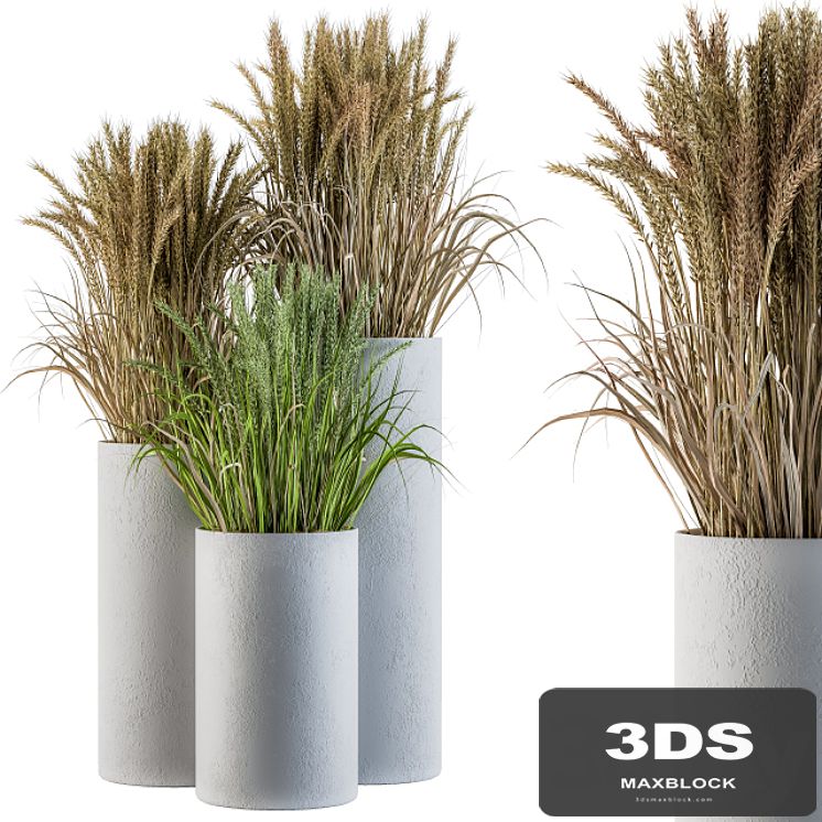 Wheat with Wild Grass in Concrete Round Pot