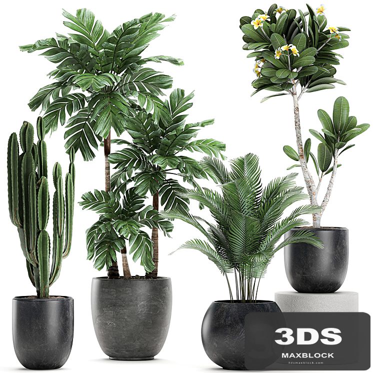 Collection of exotic plants in black pots with palm cariota, cactus cereus, frangipani tree. Set 678