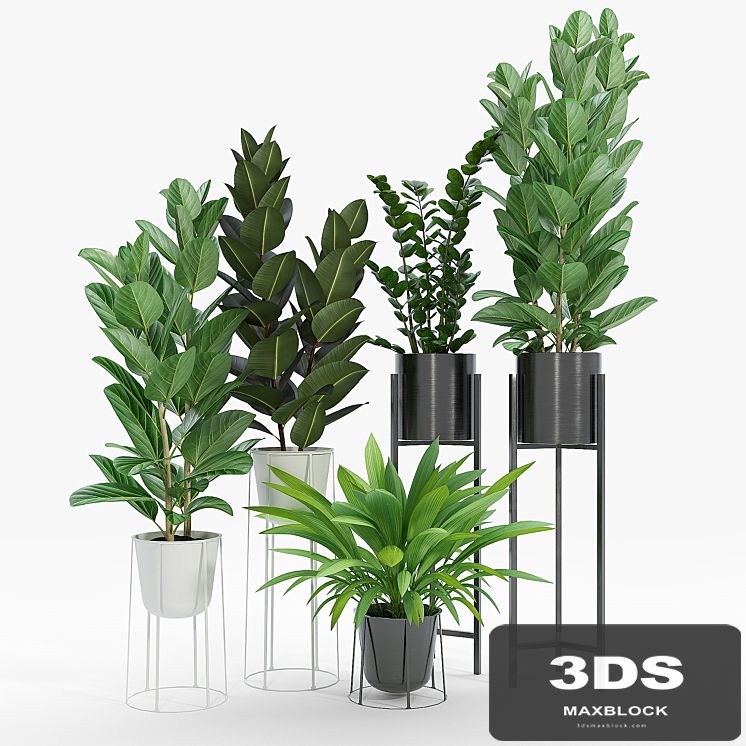 Set ficus