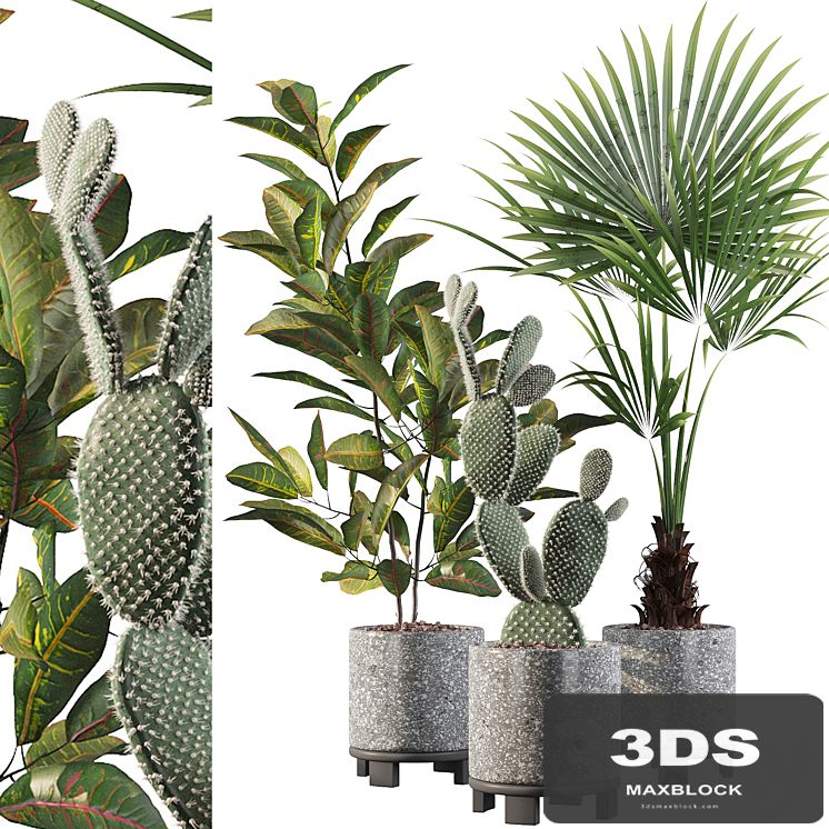 Plants collection 056