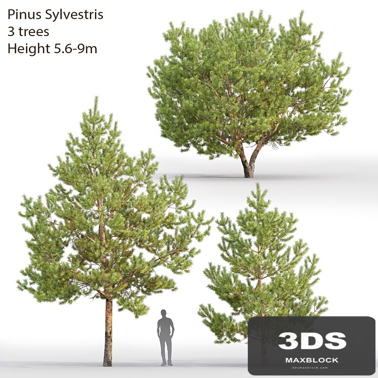 Pine