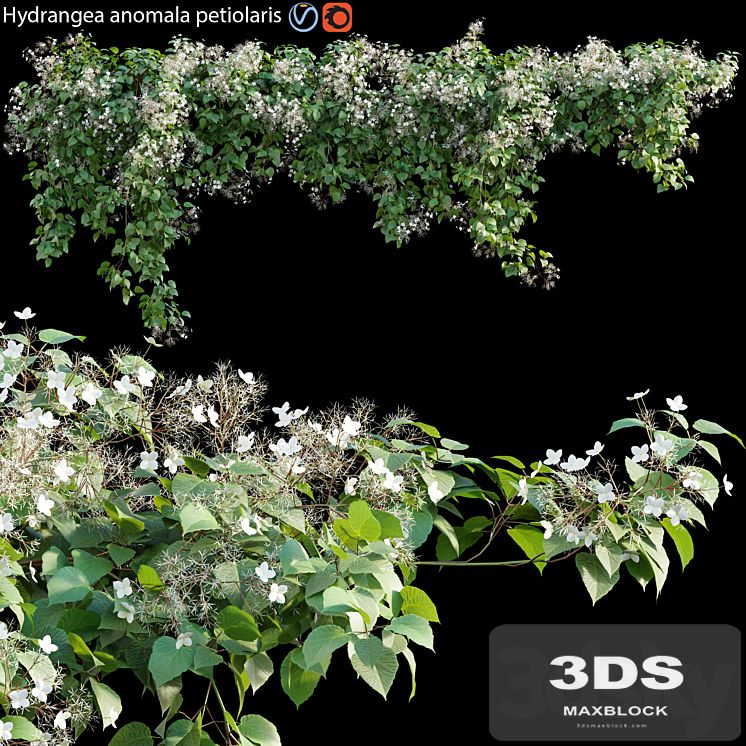 Hydrangea anomala petiolaris - Climbing Hydrangea 01