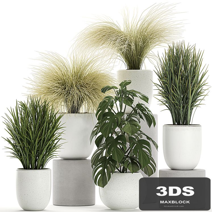 Collection of beautiful small plants in white pots with monstera, bushes, hummock, grass grass. Set 682.