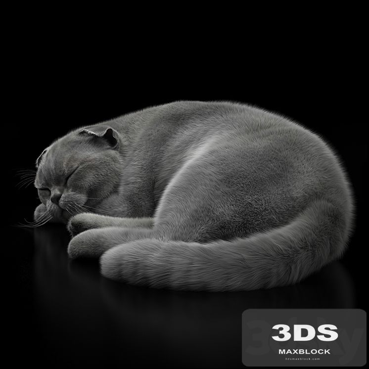 CAT 6 VRay