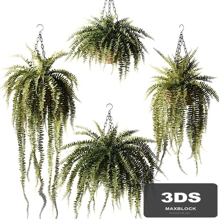 Ampel plants Nephrolepis sublime in wicker hanging pots