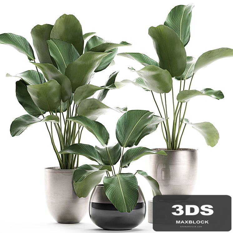 A collection of beautiful small exotic plants in a pot of Kalatea lutea. Set 683.
