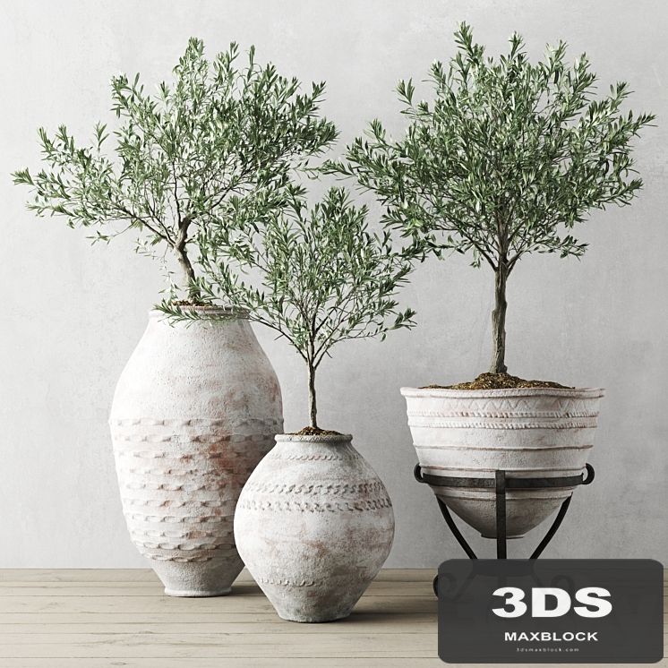 Olive European In Antique Vessels