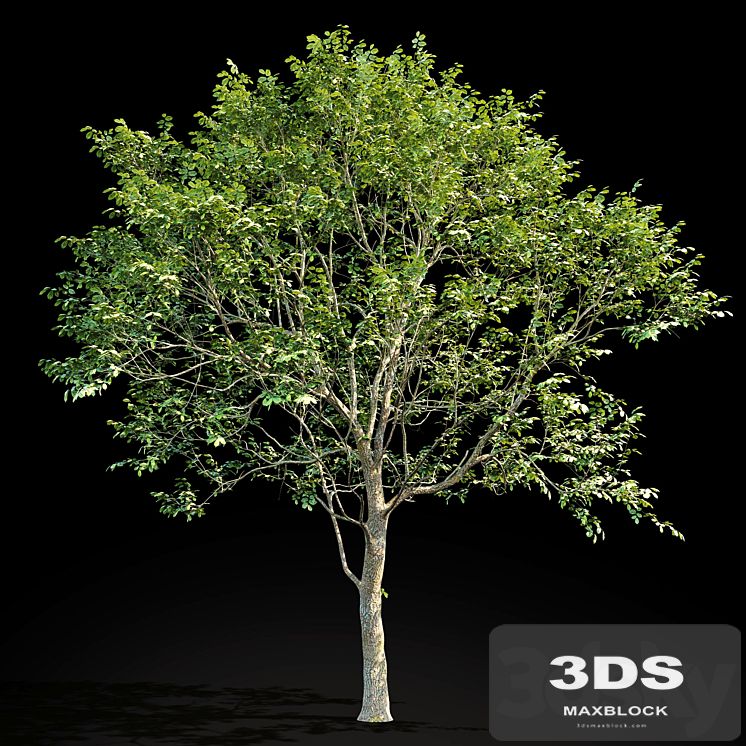 Elm (Elm) 8 m
