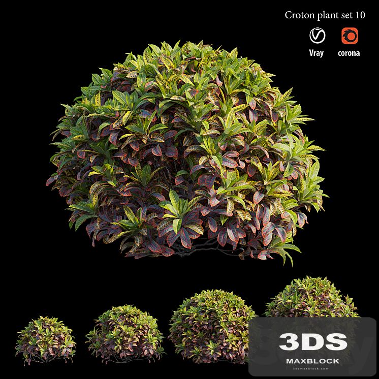Croton plant set 10