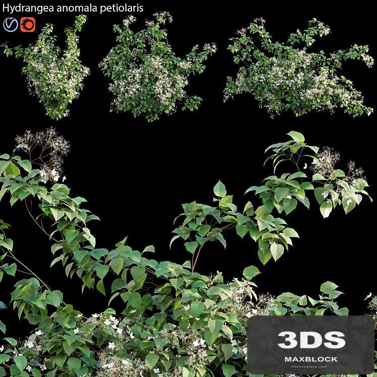 Hydrangea anomala petiolaris - Climbing Hydrangea 02