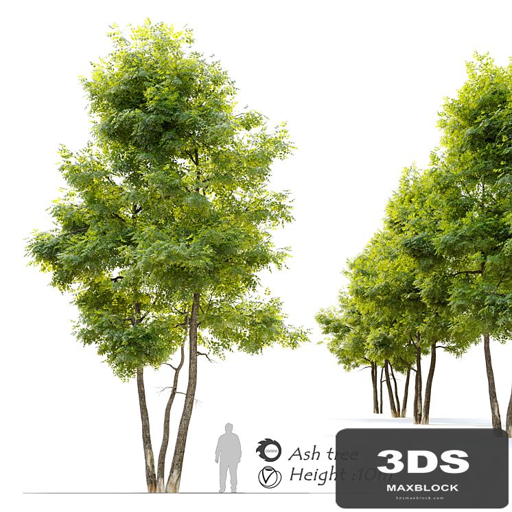 Ash tree 13