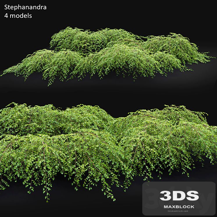 Stephanandra # 1