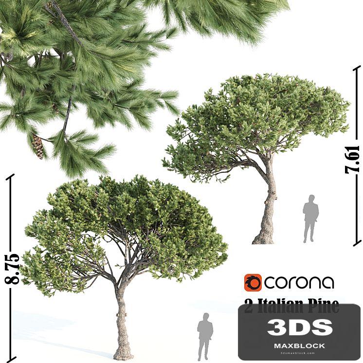 2 Italian pine corona