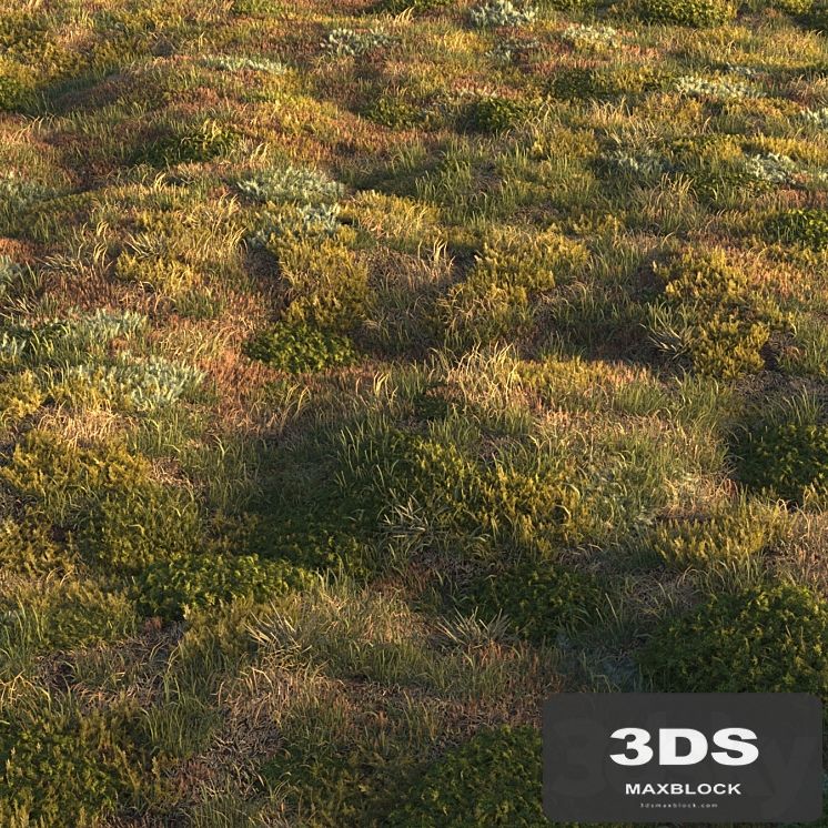 Forest grass