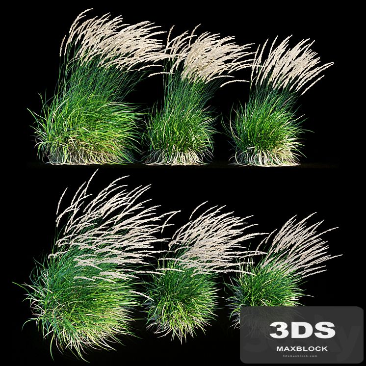 Feather reed grass in wind