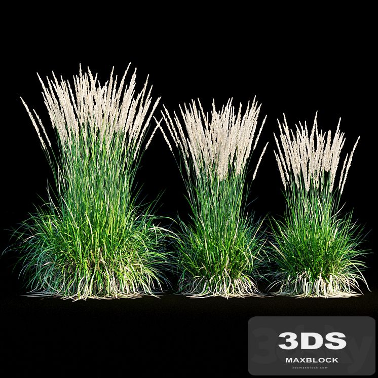 Feather reed grass