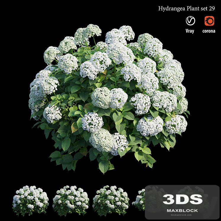 Hydrangea Plant set 29