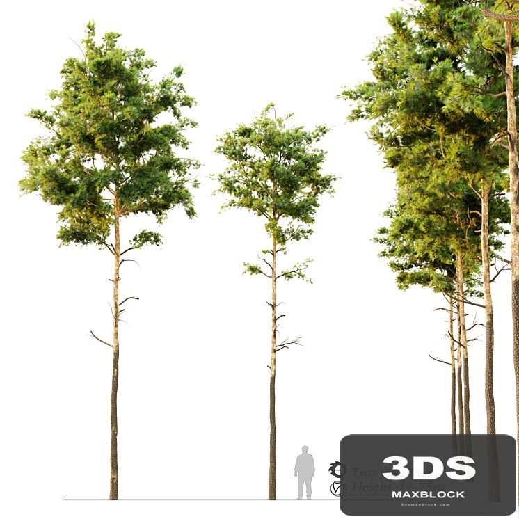 Pine tree_9
