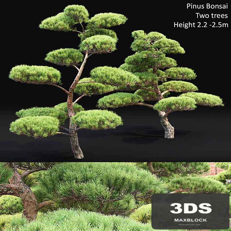 Bonsai