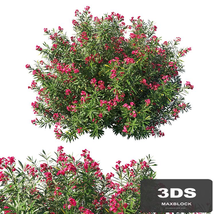 Nerium Oleander bush 3