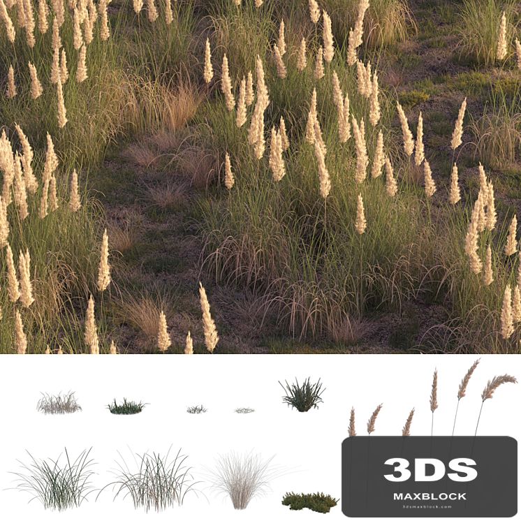 Field herbs 2 | grass
