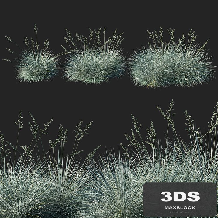 Festuca glauca grass 02