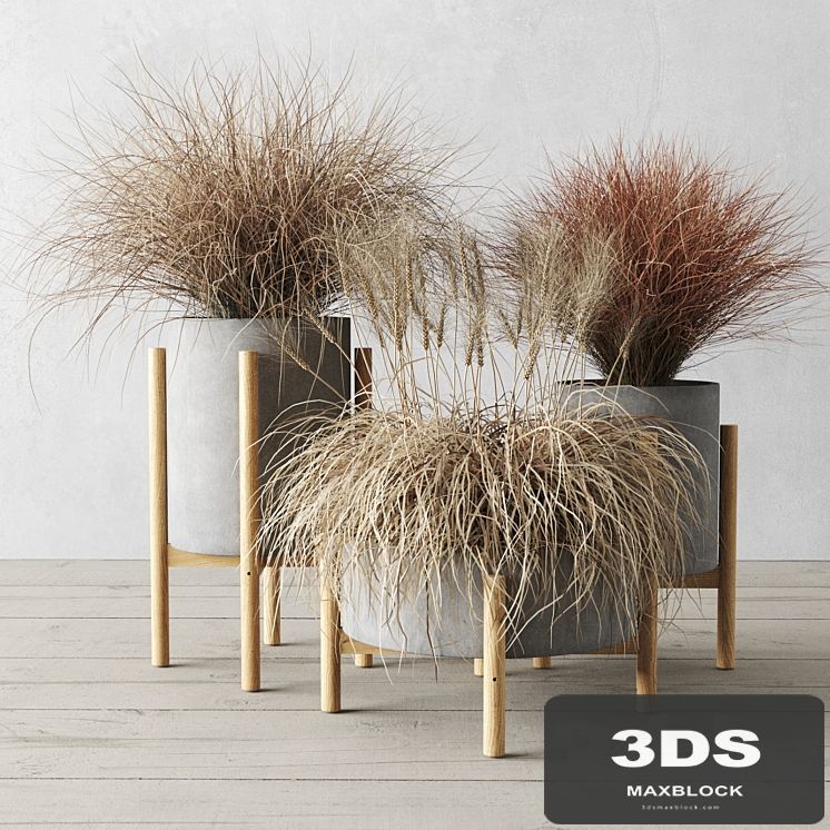 Sedge in concrete pots