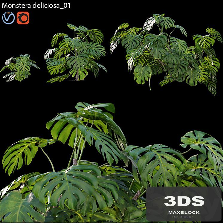 Monstera deliciosa 01