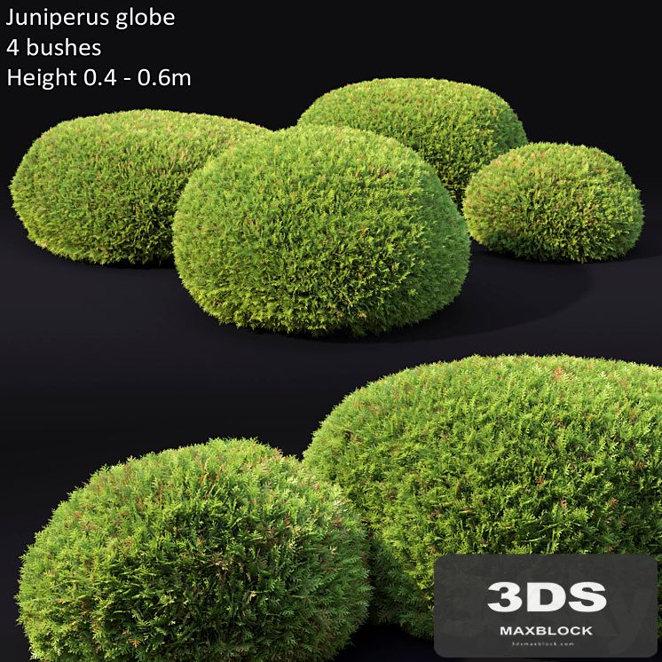 Juniperus Globe