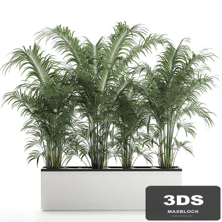 Beautiful lush thickets of exotic palm bushes in a white potted flowerbed. Set 691.