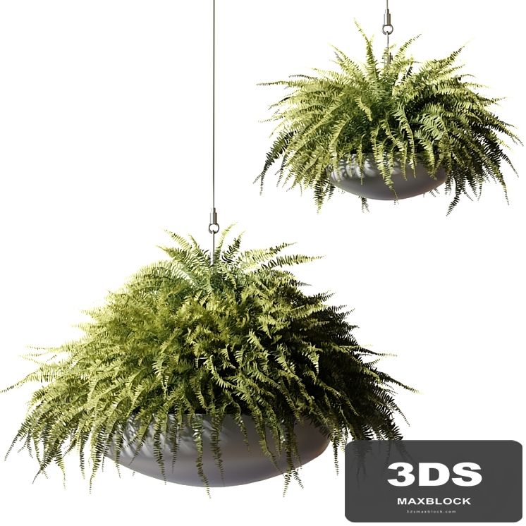 Ampelous plants Nephrolepis sublime in gray hanging pots