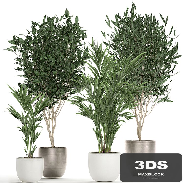 Collection of beautiful plants in stylish white pots with Ficus Binnendiyka, Ali, tree, palm. Set 695.