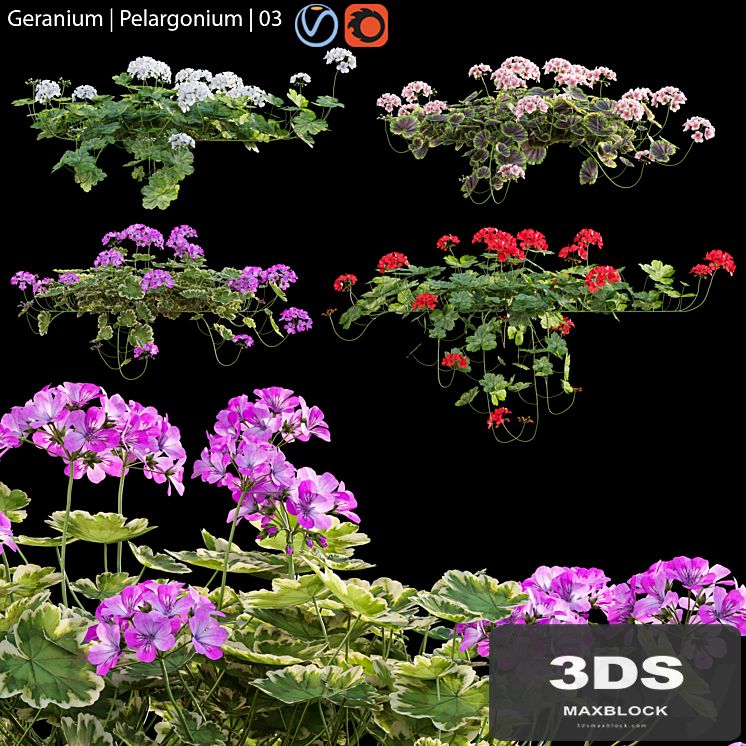 Pelargonium | Geranium 03