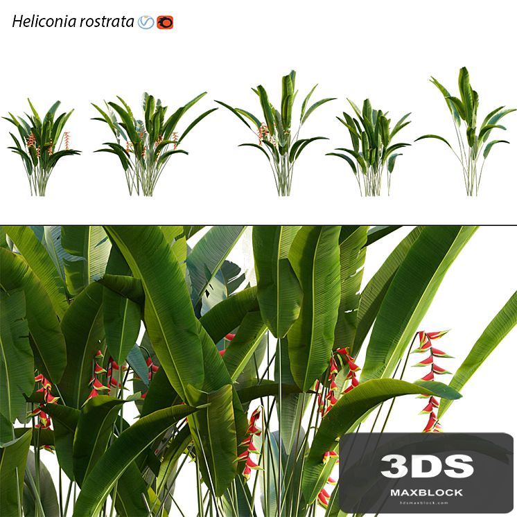 Heliconia 02