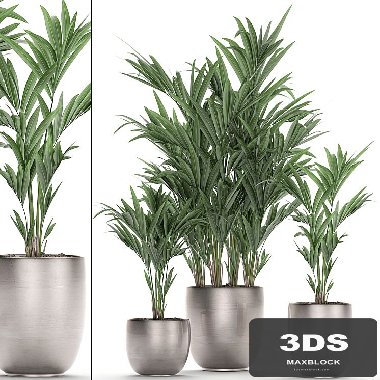 A collection of beautiful decorative palms in stylish pots with Howea forsteriana, Neanta palm. Set 696.